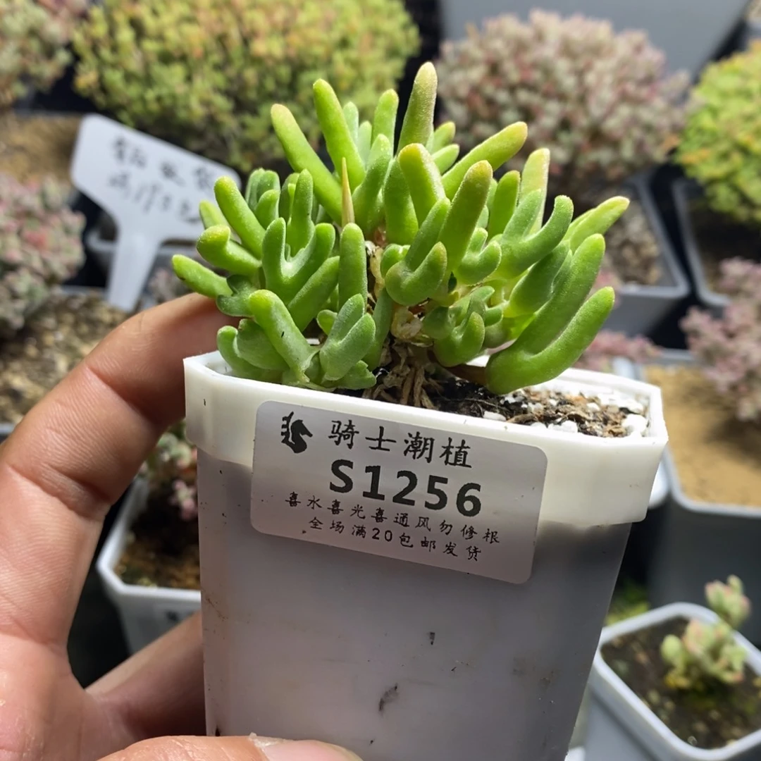 Z*?1256冰糕兔子多肉植物