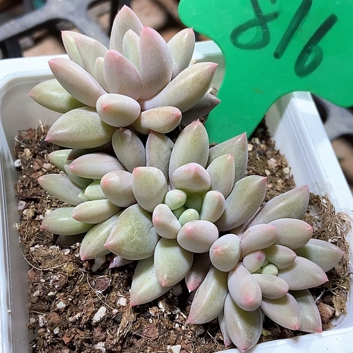 多肉植物816多肉