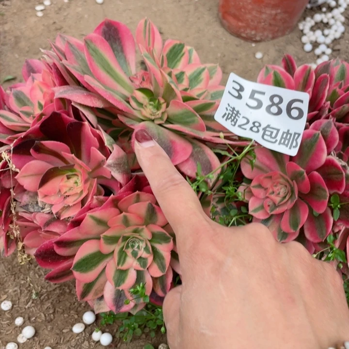 3586一号棚两个女巫