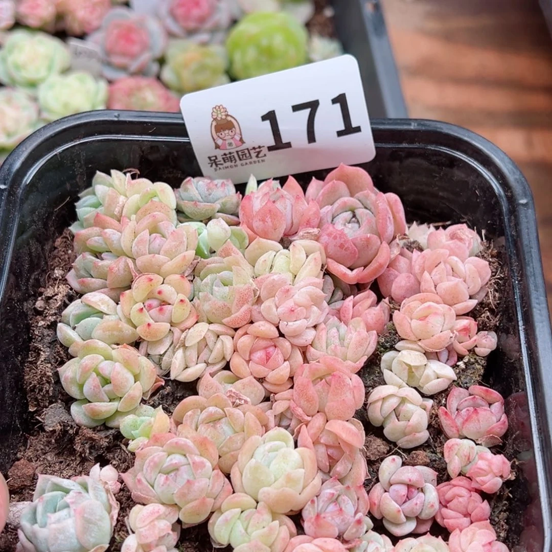 多肉植物多肉植物