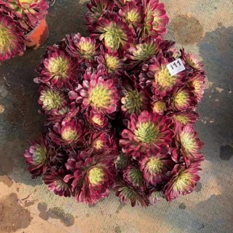 璐****）111维纳斯多肉5颗