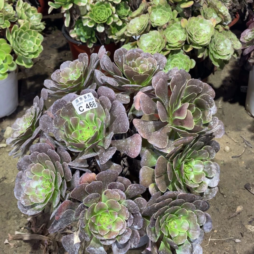 466黑暗多肉法师断枝不包