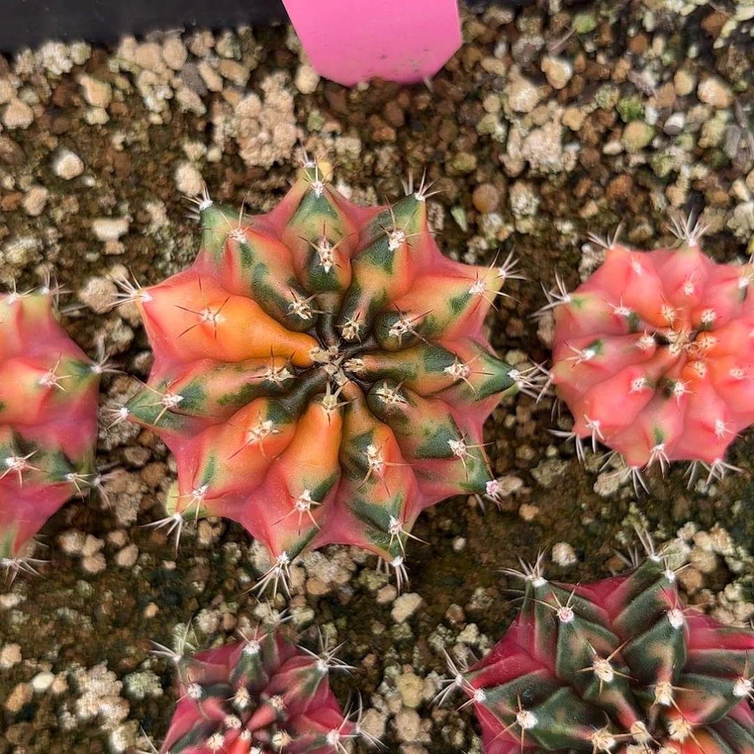 L729-1028泰国发货 糖拐杖