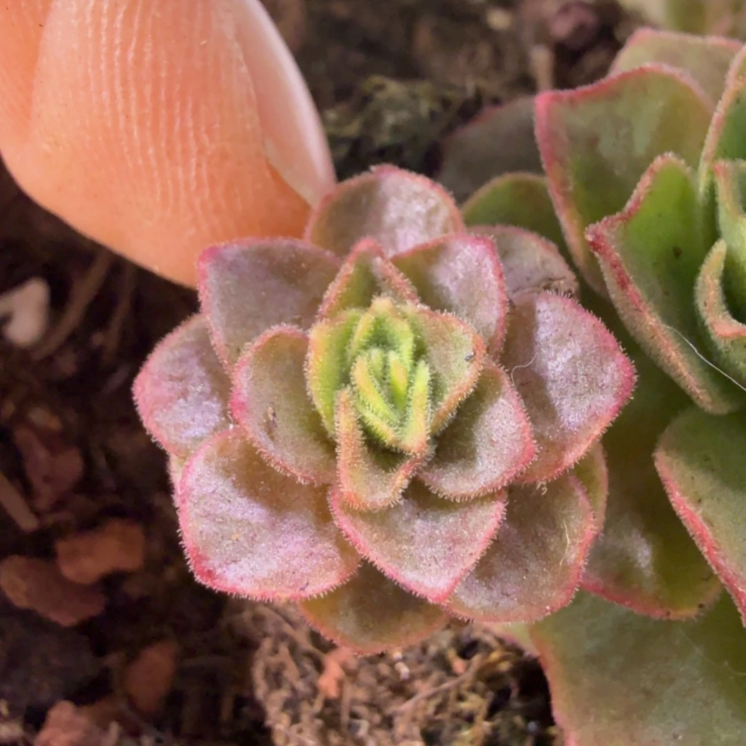 山地玫瑰侧芽一个217