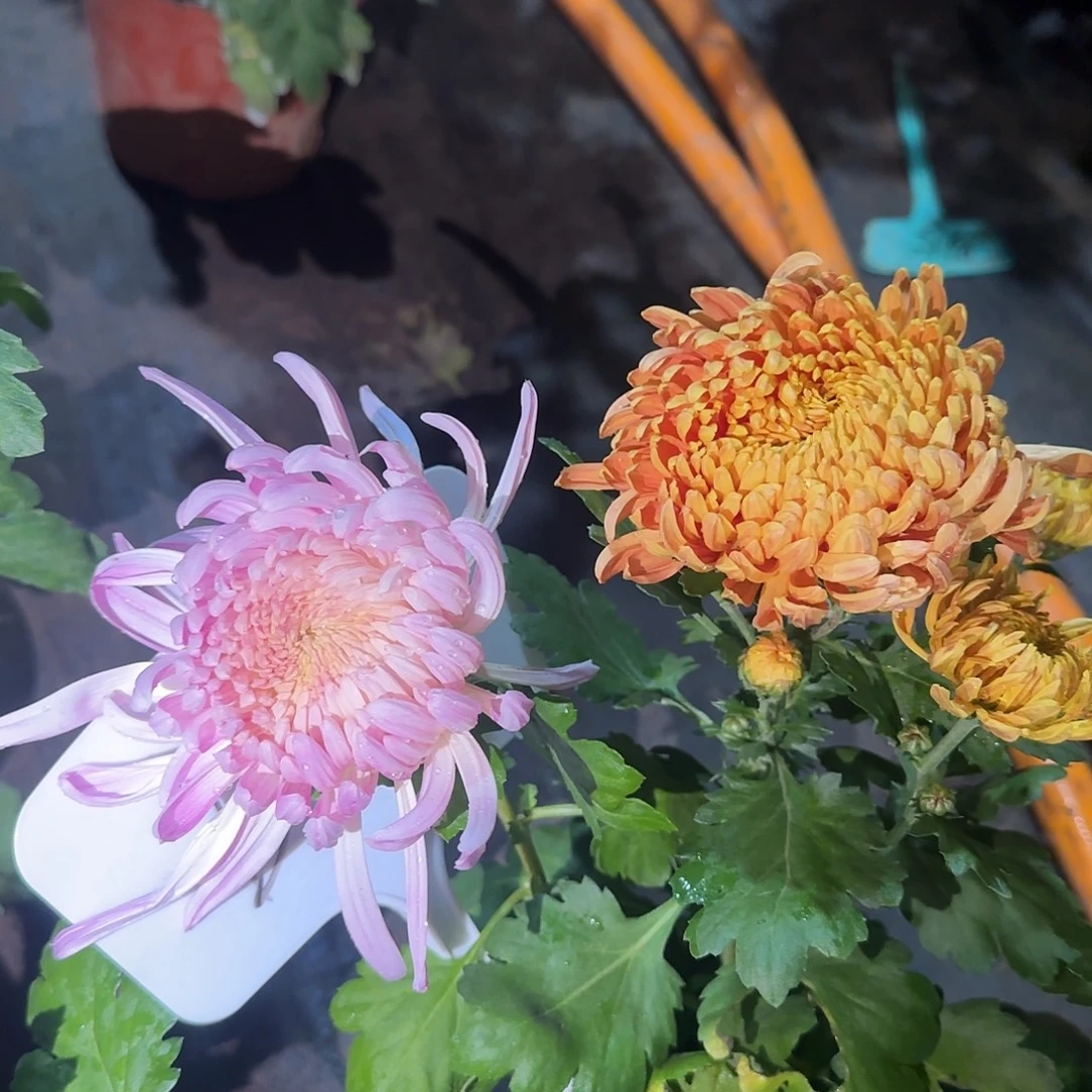 无花朵D888888888