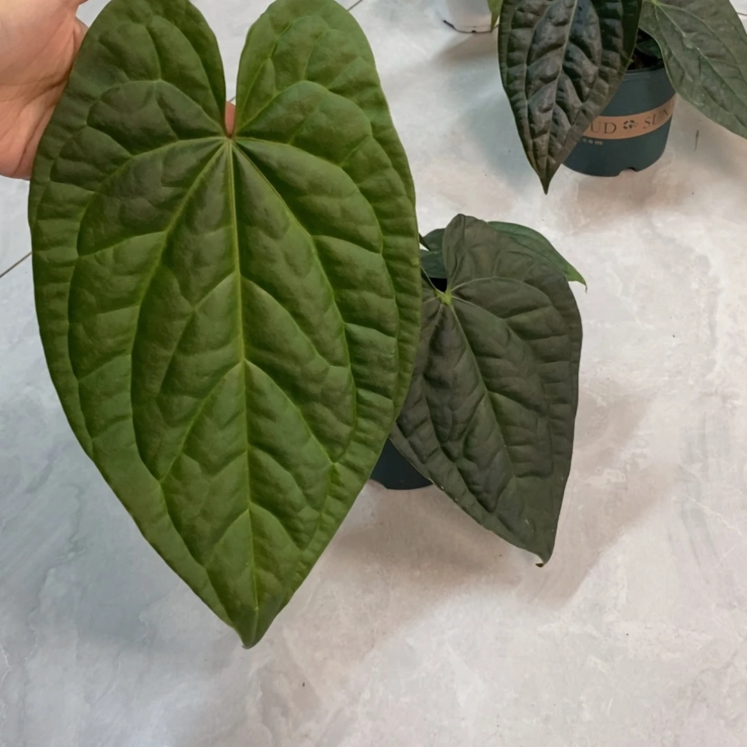 完全开放275  黑水晶杂奢华