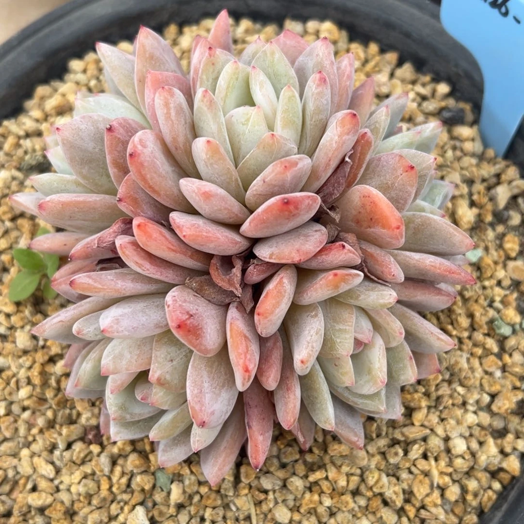 静**姐358126-32橙子