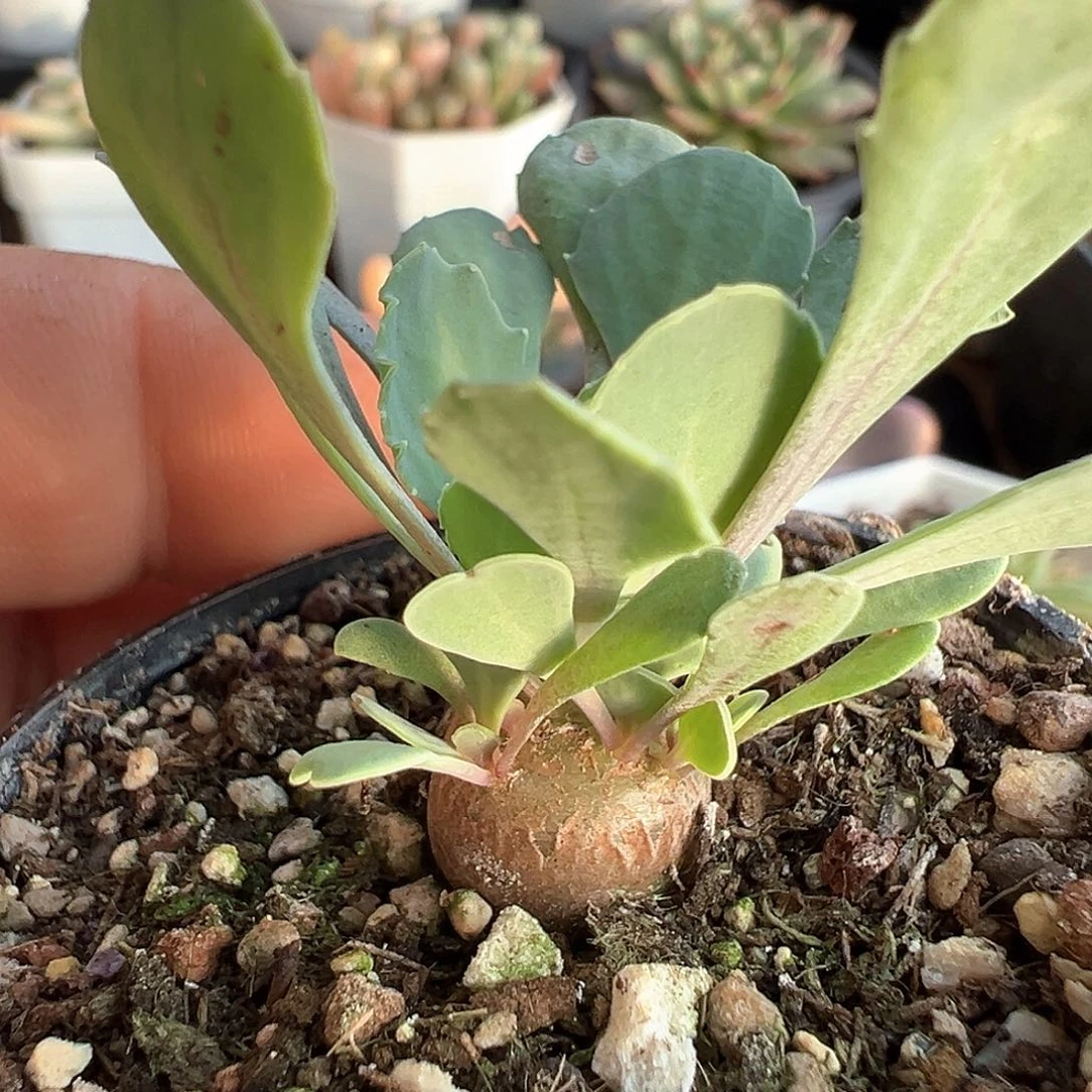 格加厚敦菊 小方花圃一物一拍