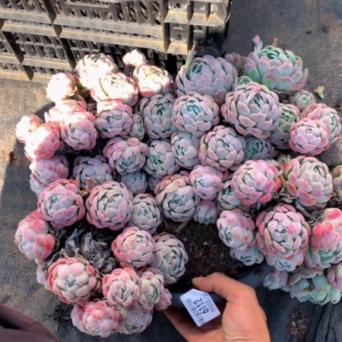 夜*6112贝瑞多肉