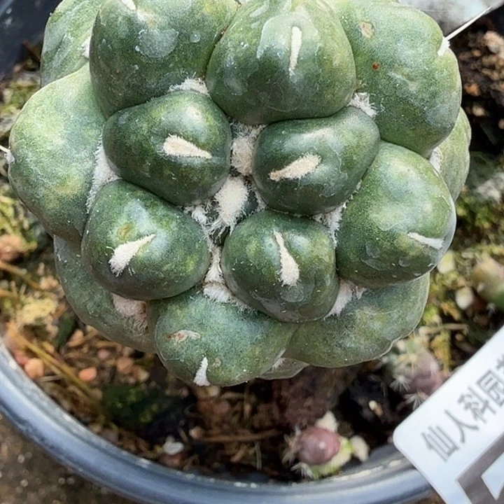 咯***8无花朵无刺象牙571