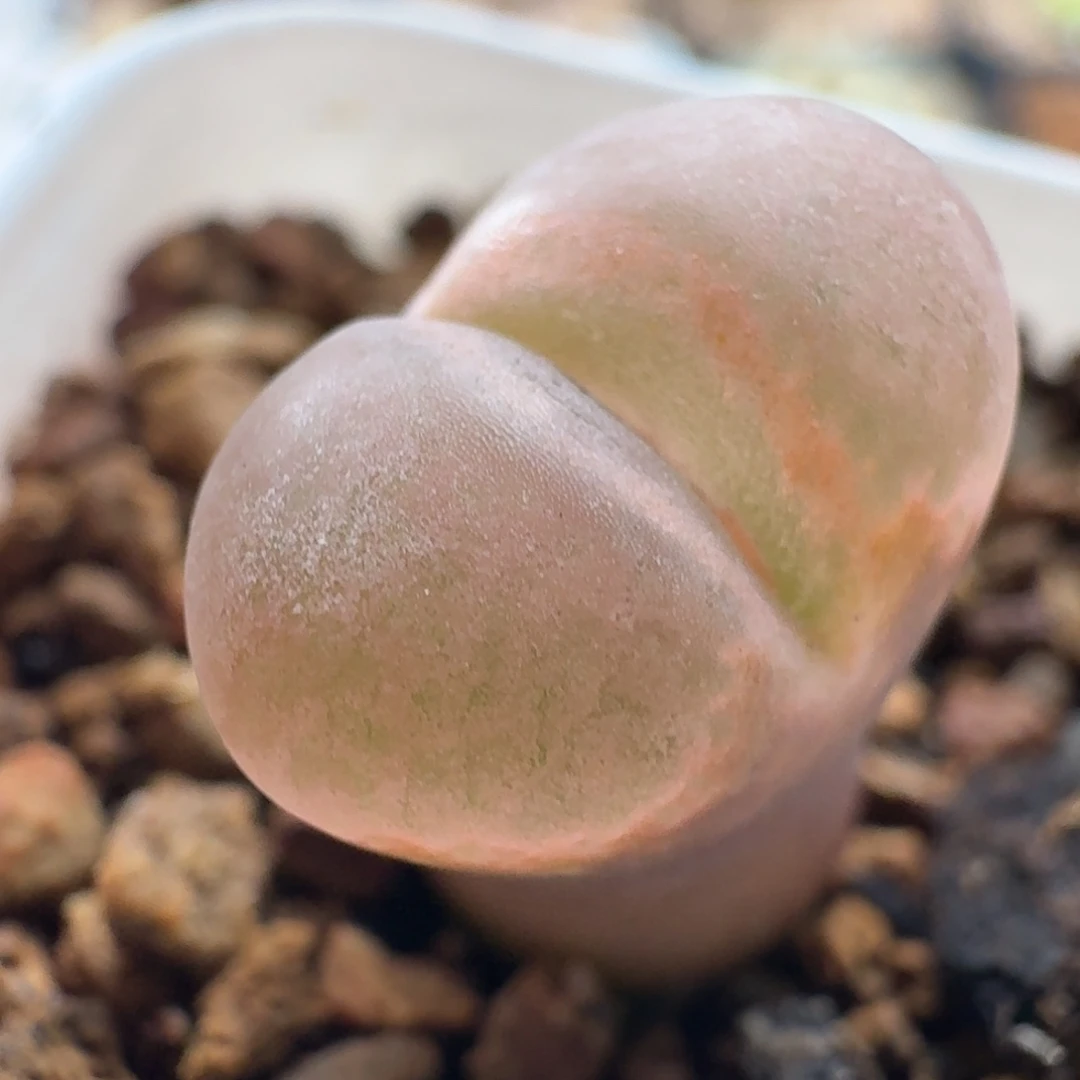 3917杨梅风铃玉肉锥植物