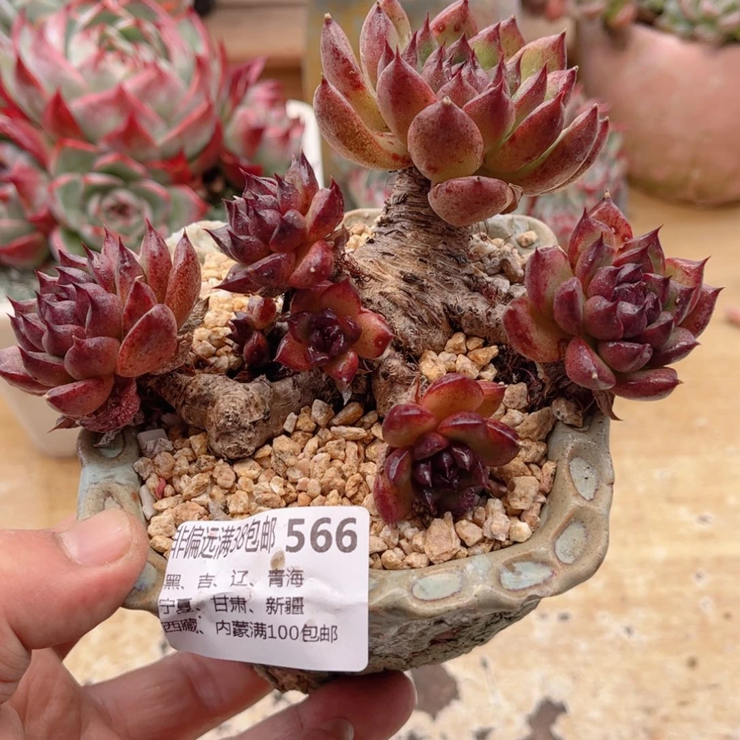 566黑水晶德华多肉