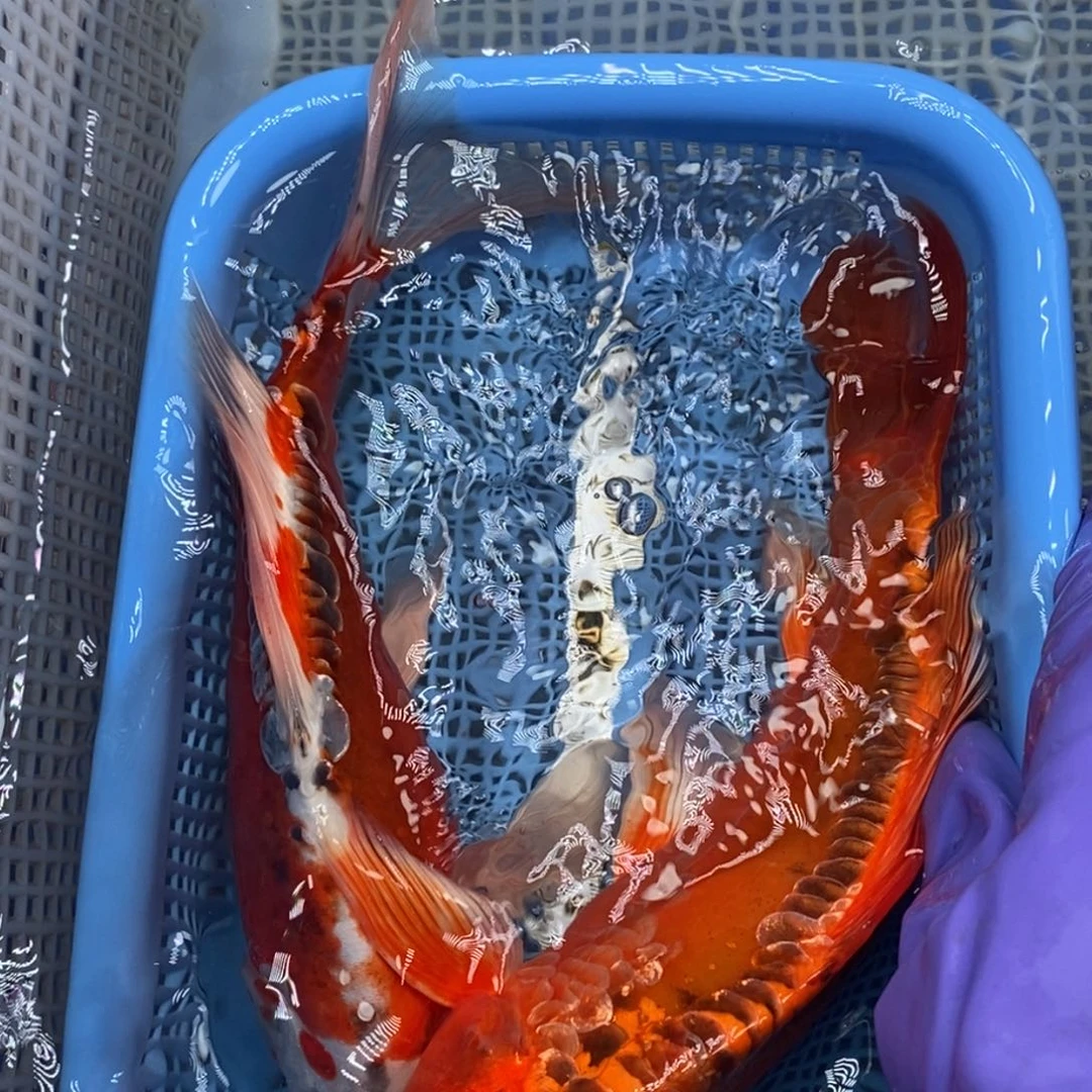 锦鲤冷水锦鲤包邮