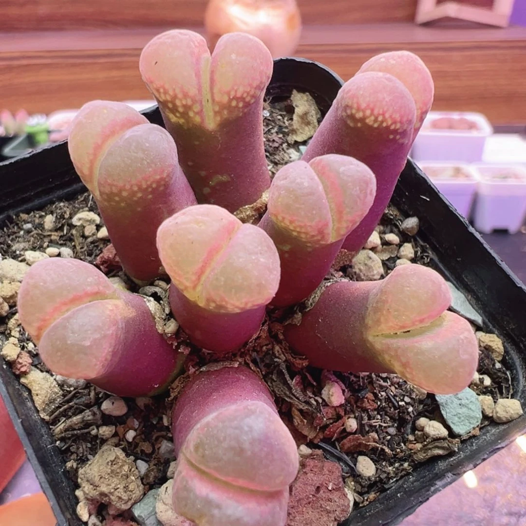 3-3号有伤福利特价