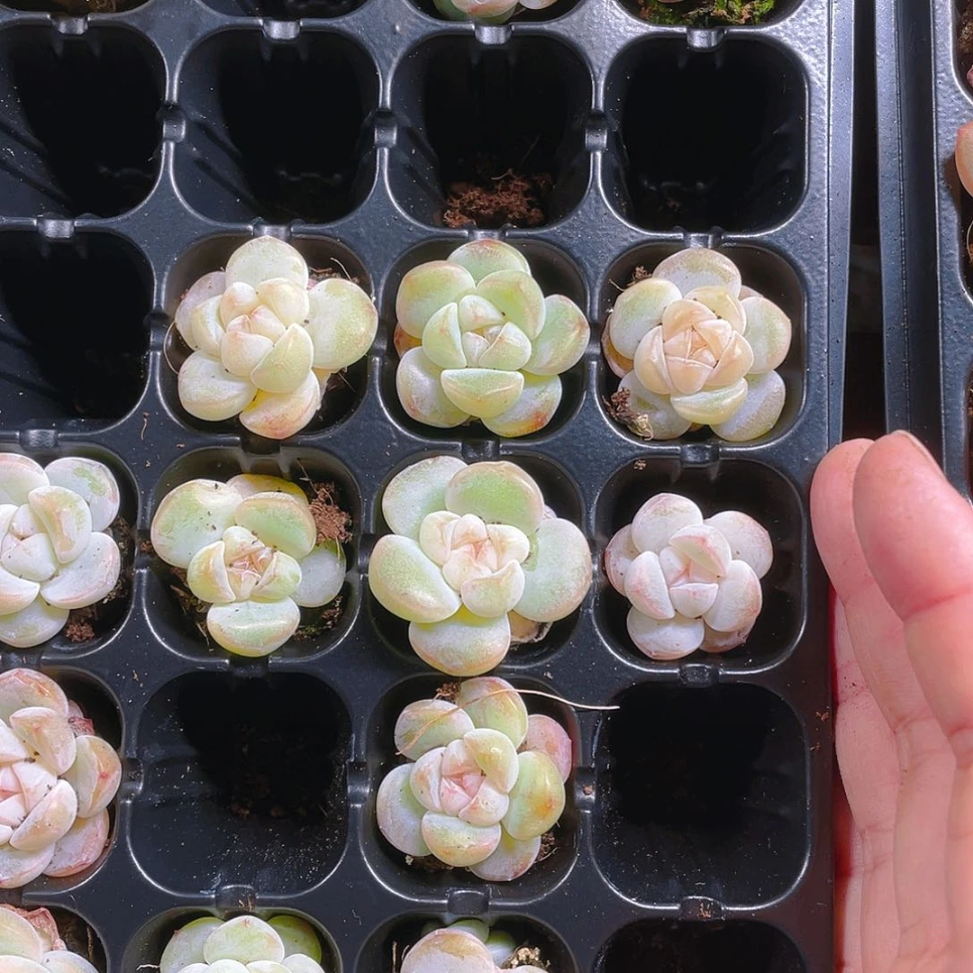 玉蝴蝶？有可能没状态穴一个满25包邮