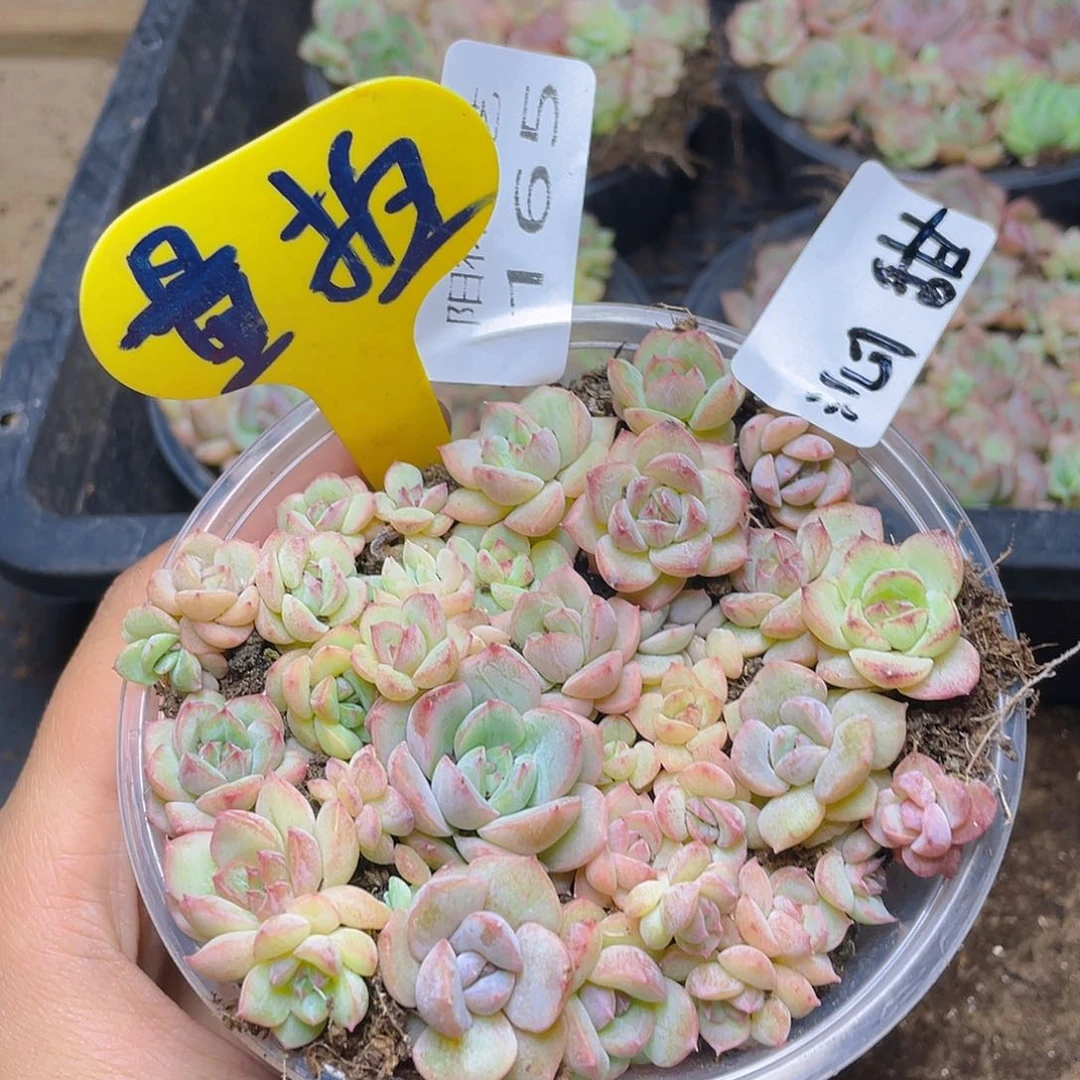 量拍多肉植物多肉植物165