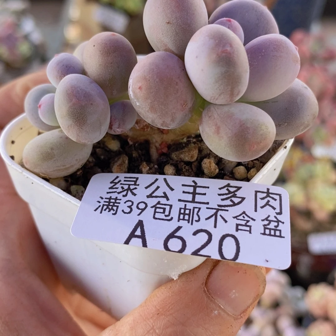 糖豆奶5cm620多肉植物