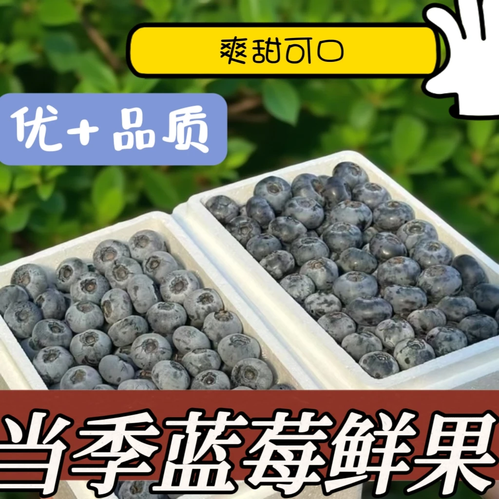 新鲜现摘特大果蓝莓脆甜爆汁营养丰富孕妇水果现摘现发