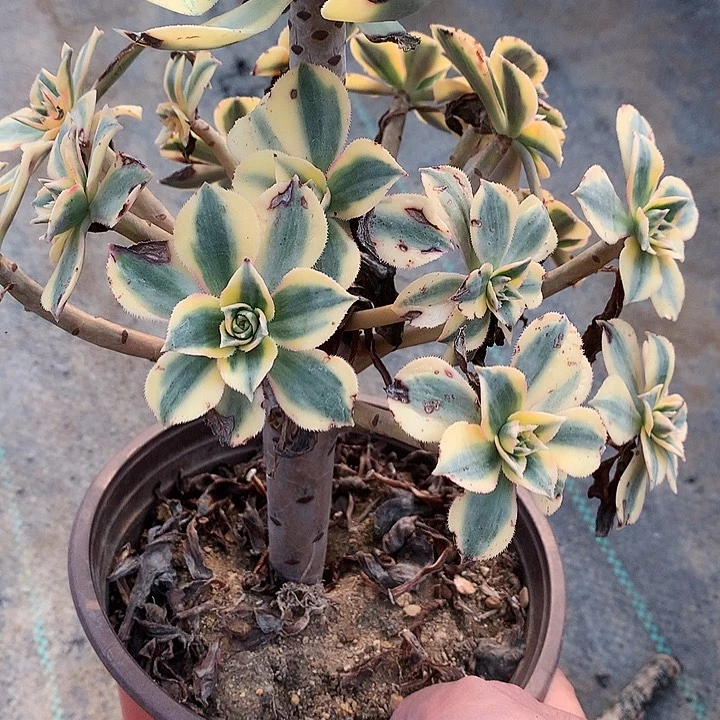 平****3870灿烂多肉植物