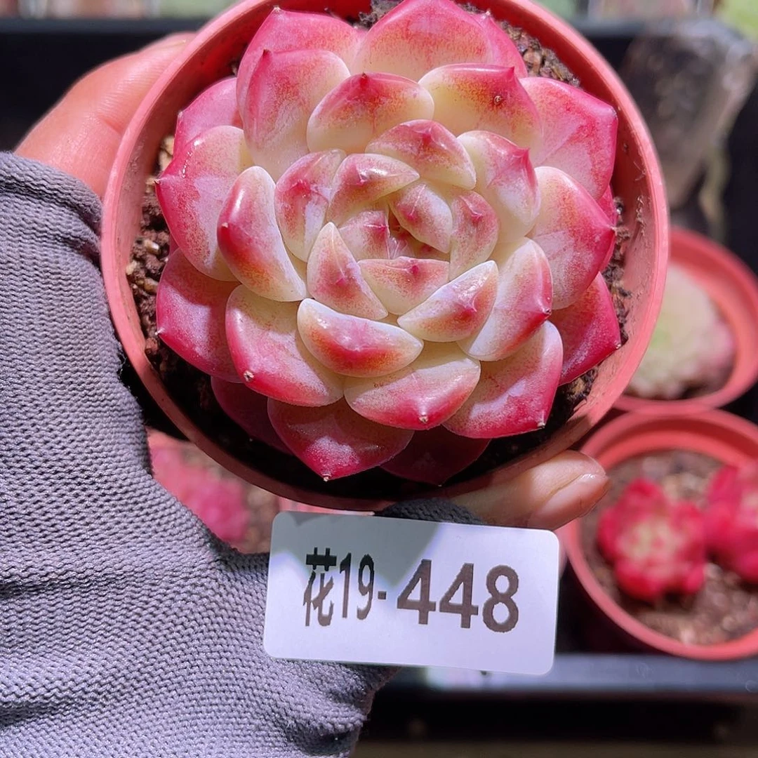 花19-448秘境冰魄