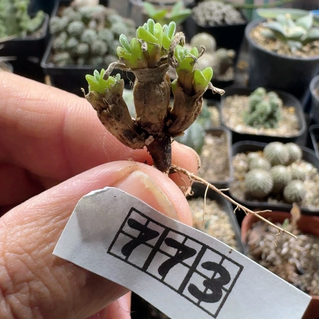773碧光环脱土发货