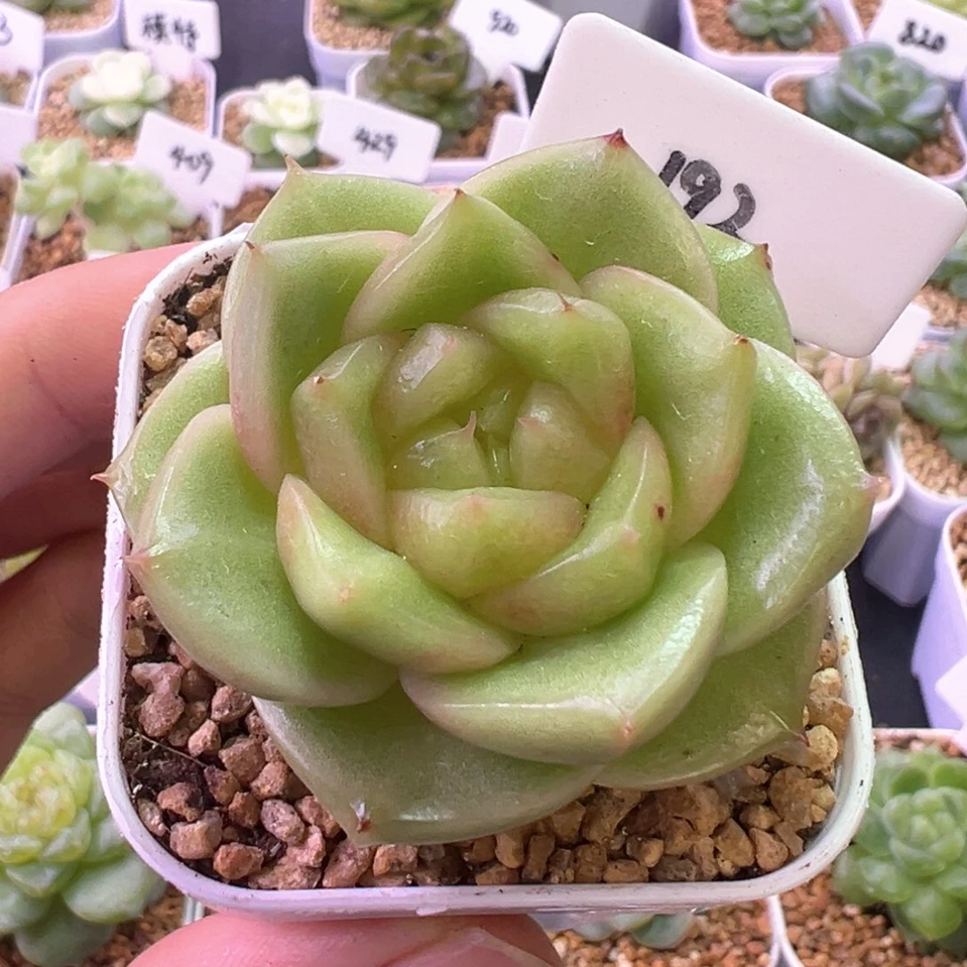 192号玉芷珍妮 晗雨多肉