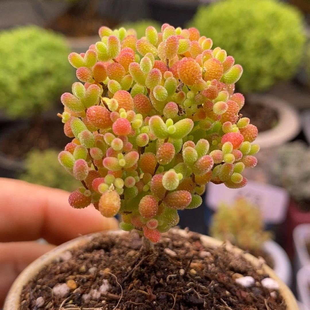 搁*883蜜橘不带盆。