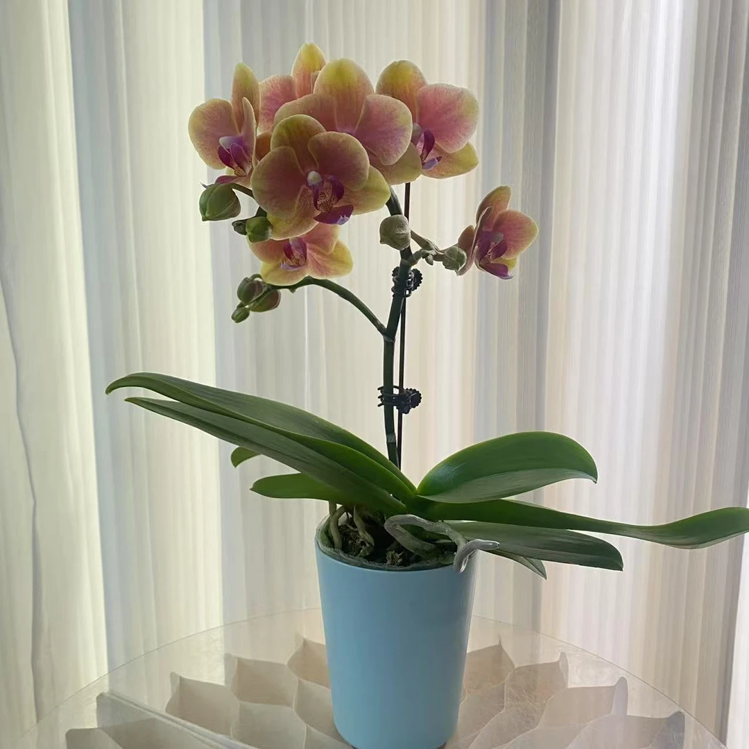 亲爱的  精品蝴蝶兰 室内精品观赏  真花