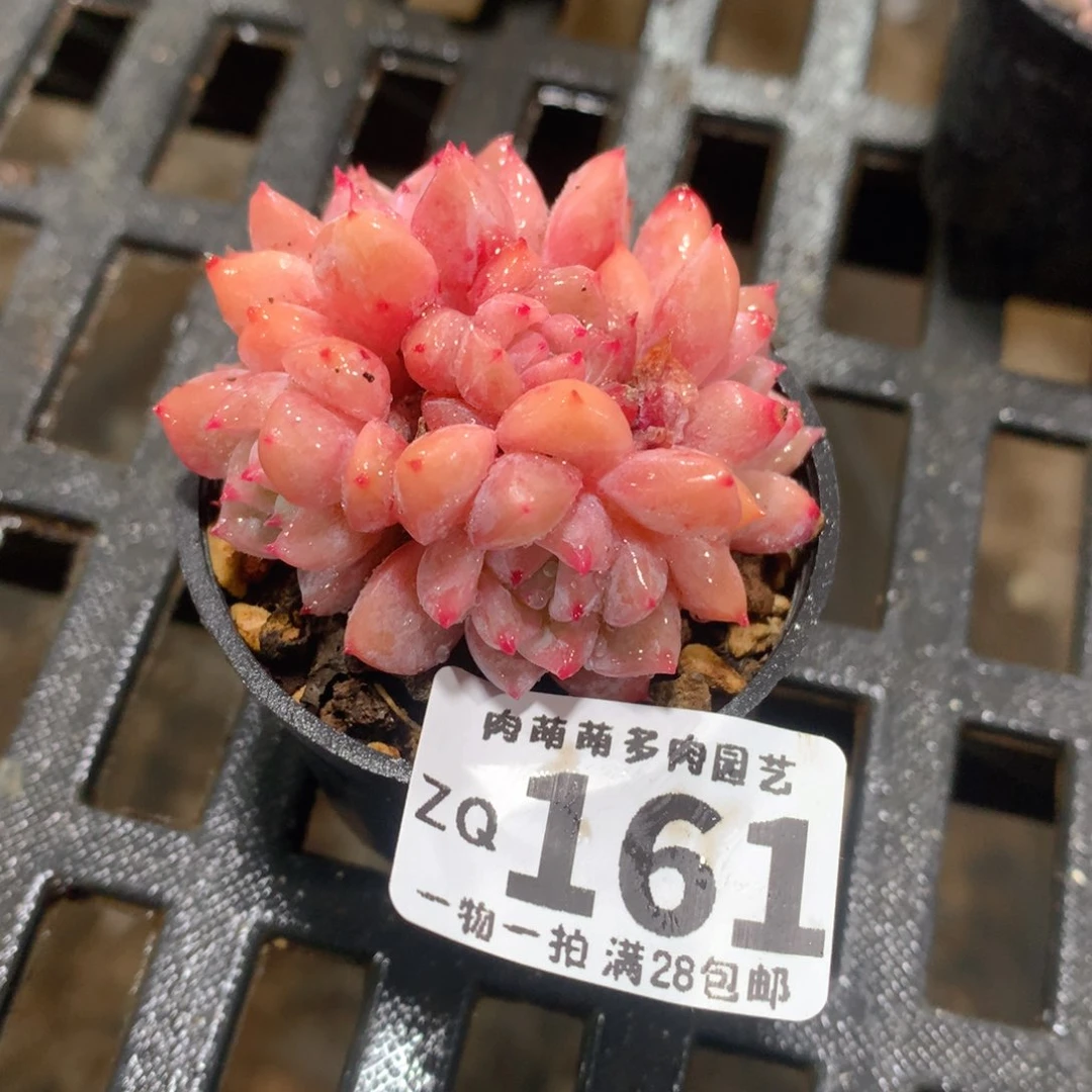 肉萌萌拇指盆精控多肉ZQ161