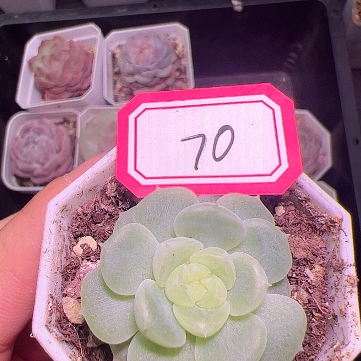 泼天财富密码多肉