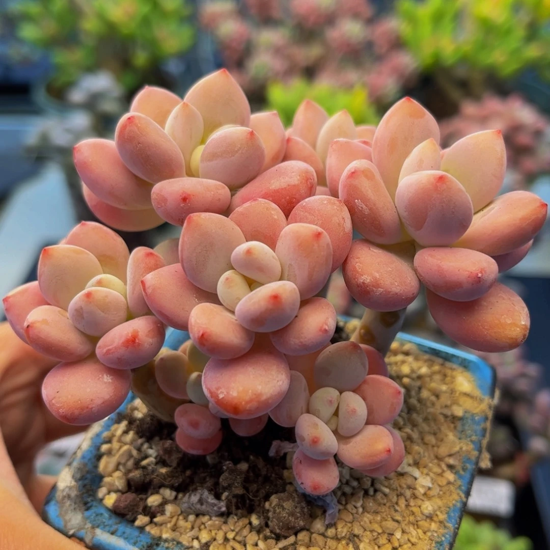 1260-樱花洛神多肉8cm