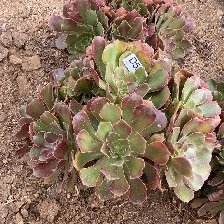 528香妃多肉植物法师