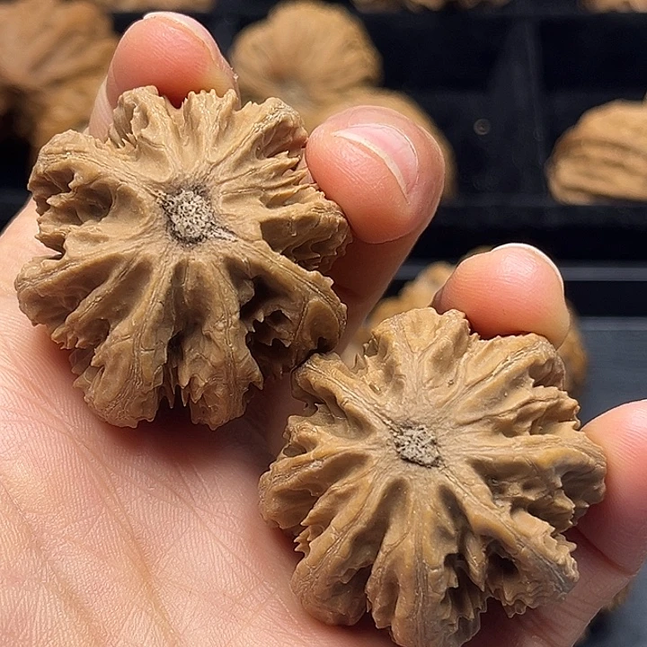 ****y木质类秦岭突突突突突突突