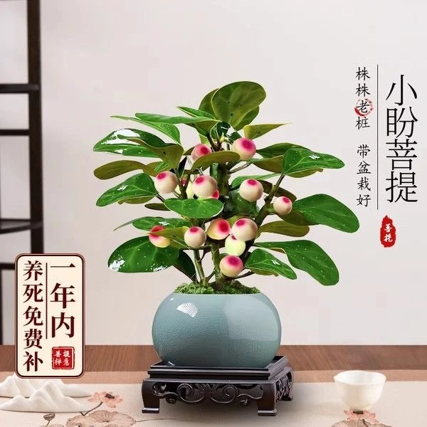 菩提树盆栽小盼菩提带果桌面摆件办公室内绿植中式禅意盆景小盆栽