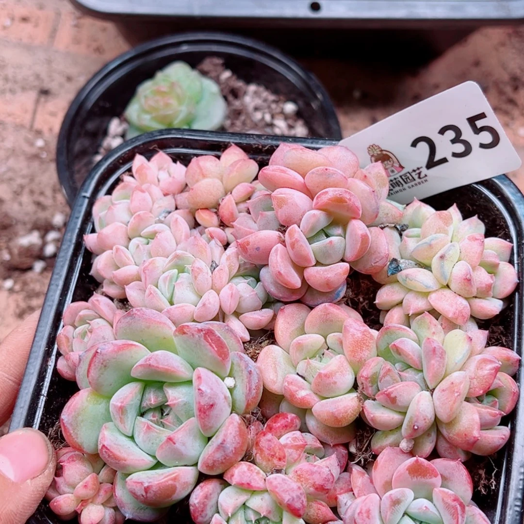 多肉植物多肉植物