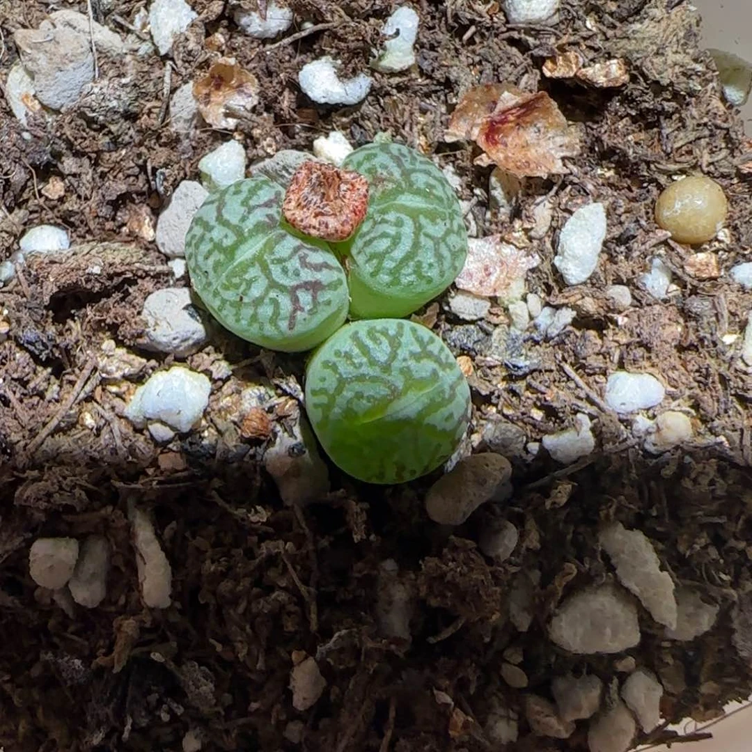 肉锥多肉植物百科-墨1618