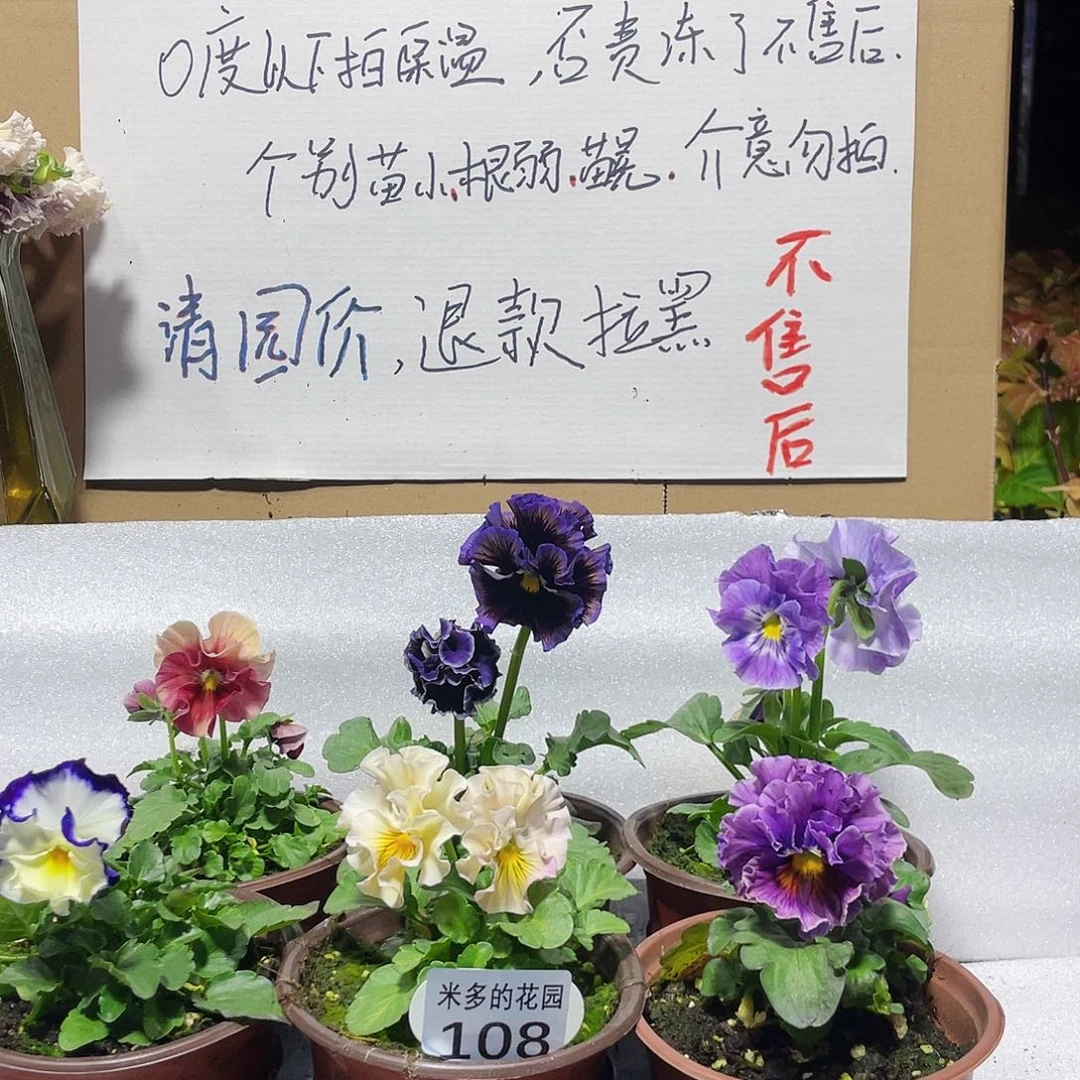 大部分花苞少量开放108