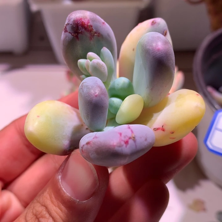 蛋黄奶有血斑锦锦锦