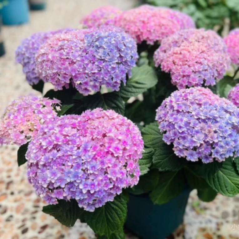 【粉丝福利专享】十三加仑花手鞠新老枝开花庭院种植盆栽地栽易养活