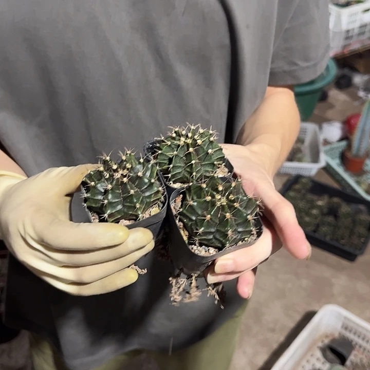 一行园艺【三颗普通牡丹】