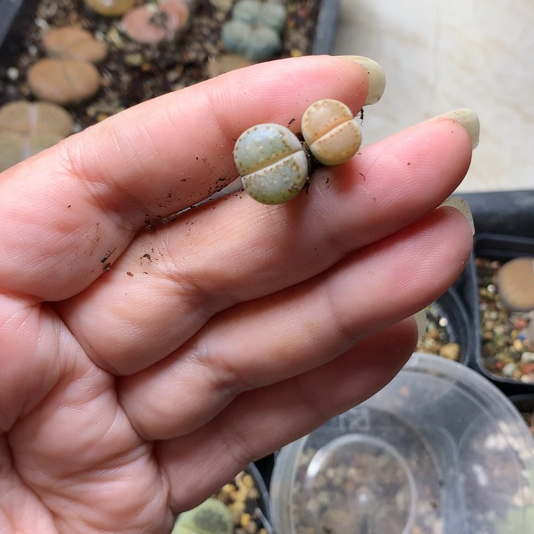 b****~D161多肉植物保护