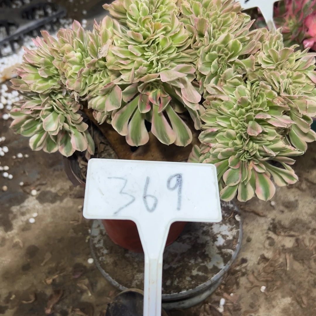 多肉植物粉女巫缀花369