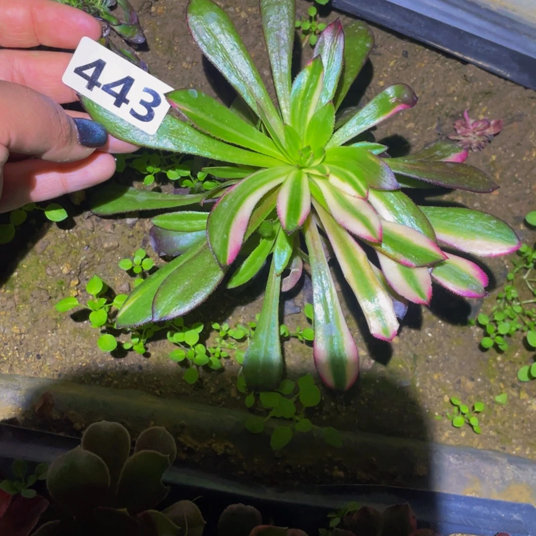 443黑法师七彩多肉植物