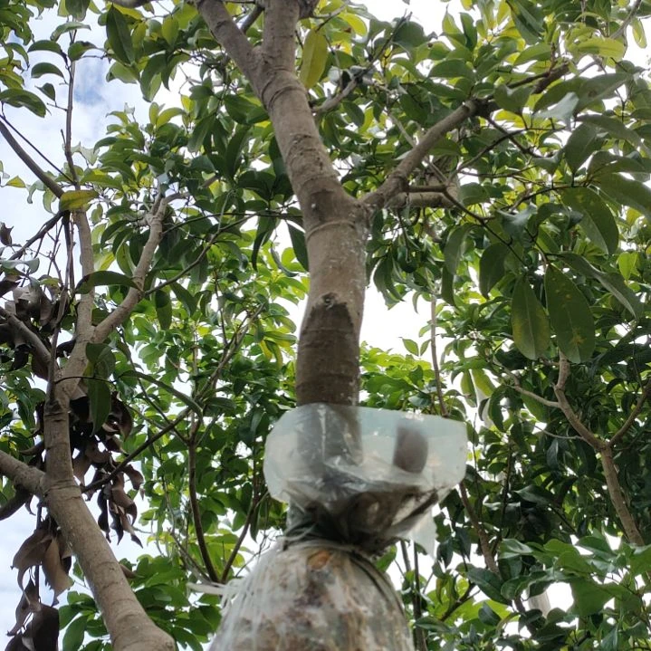 仙进奉荔枝高压苗