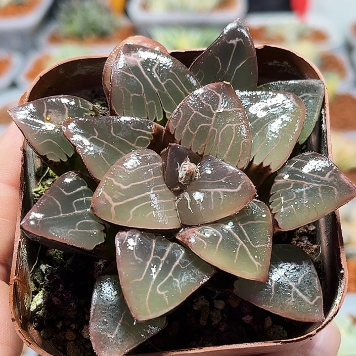 十二卷多肉天池克