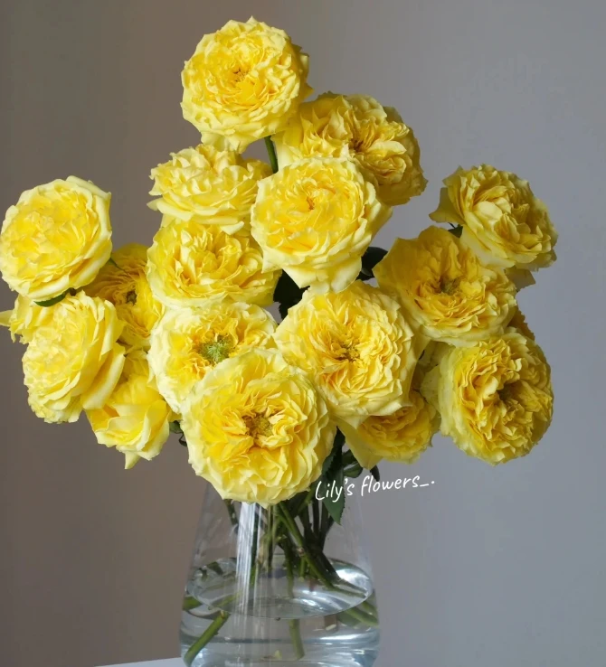 【新疆花之溪】奇迹女神玫瑰