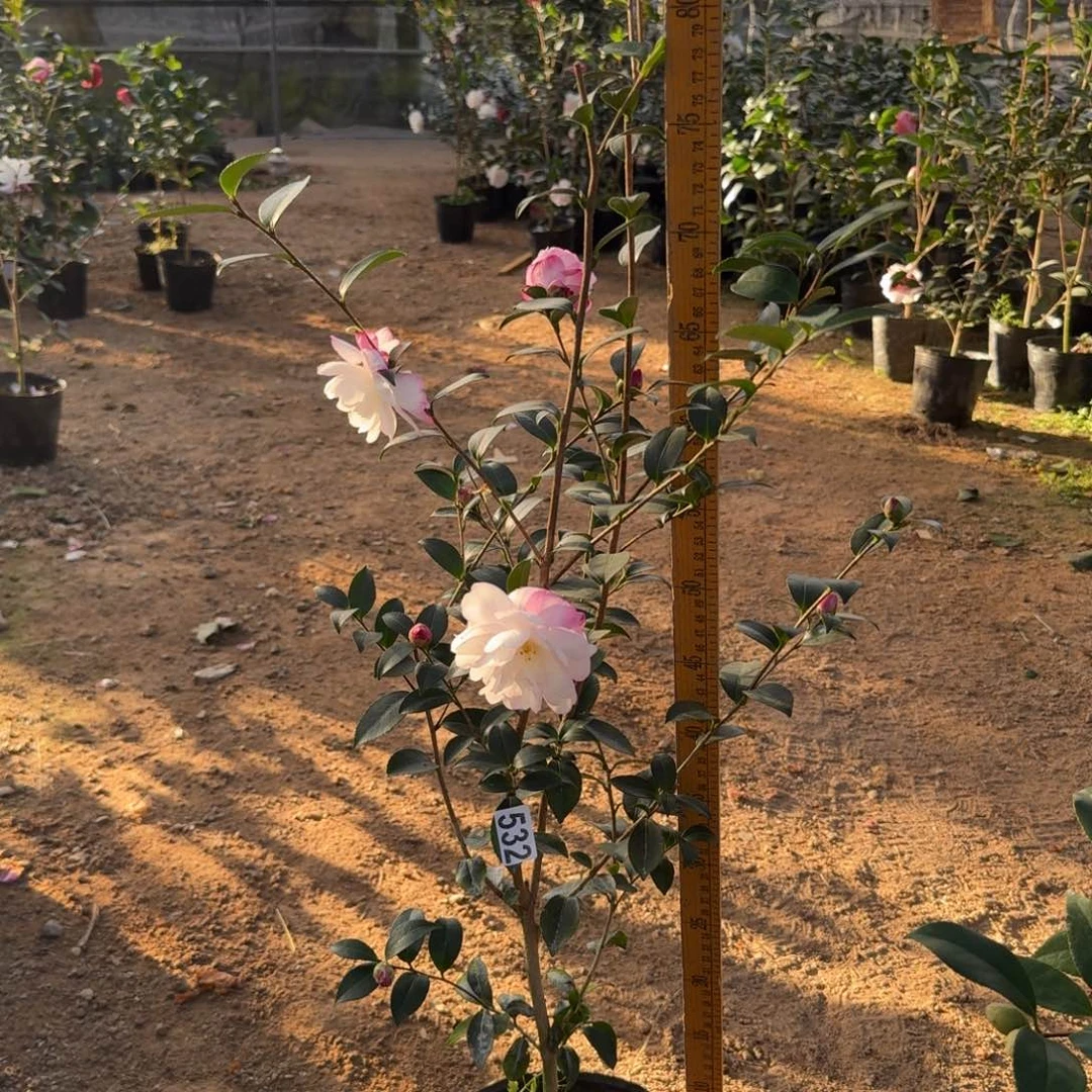 少量花朵（建议范围：2朵-5朵 或40%以下）532英八