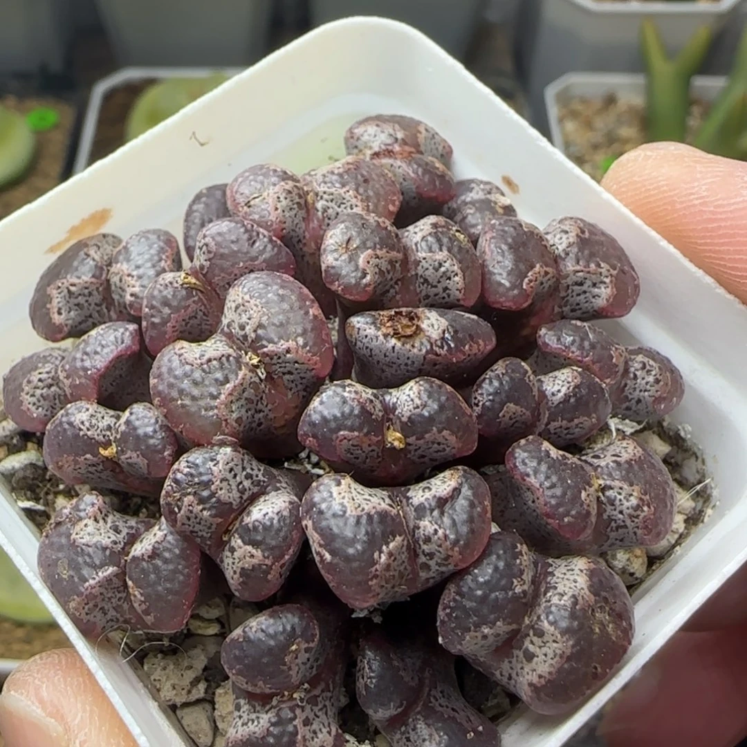 大窗超碟群多肉植物49