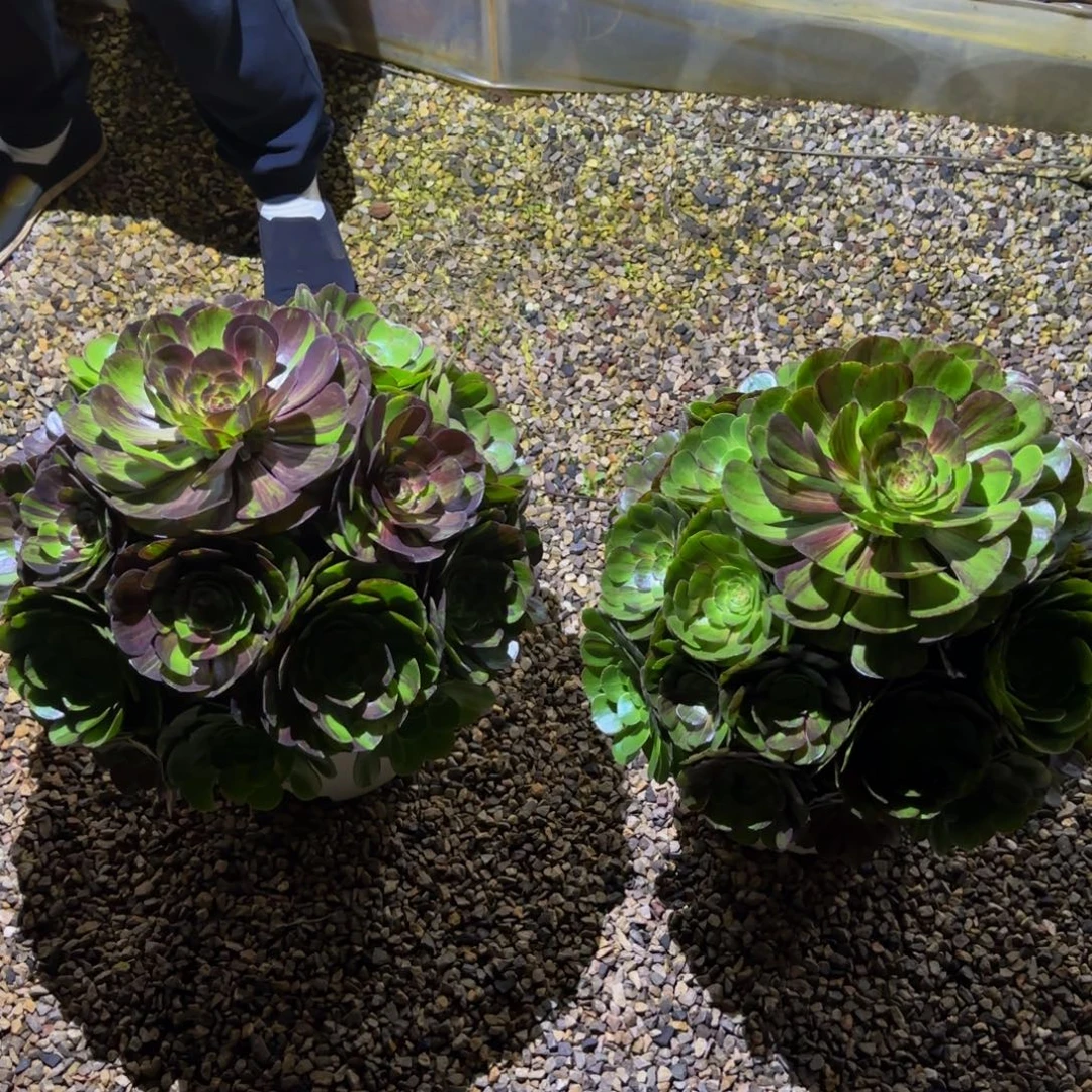 ****）花月夜发货物流到付
