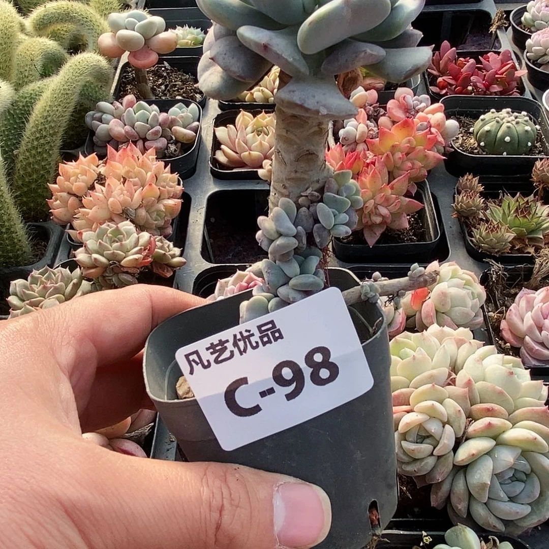 C98一物一拍满9.9包邮